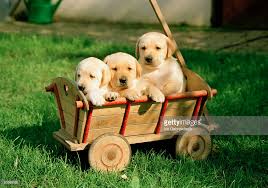 puppies in a wagon.jpg